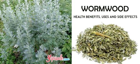 wormwood powder side effects.